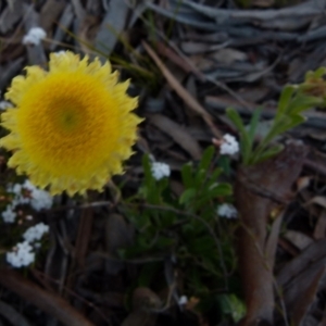 Coronidium scorpioides at Boro, NSW - 23 Sep 2021