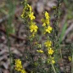 Hibbertia riparia (Erect Guinea-flower) at Chiltern, VIC - 25 Sep 2021 by KylieWaldon