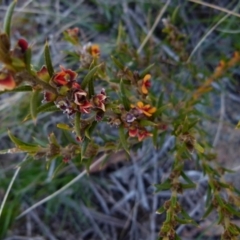 Mirbelia pungens (Prickly Mirbelia) at Boro - 23 Sep 2021 by Paul4K