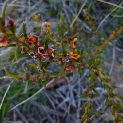 Mirbelia pungens (Prickly Mirbelia) at Boro - 23 Sep 2021 by Paul4K