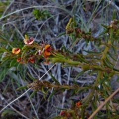 Mirbelia pungens at suppressed - 23 Sep 2021