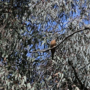 Cacomantis flabelliformis at Chiltern, VIC - 25 Sep 2021