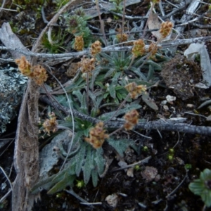 Plantago hispida at Boro, NSW - suppressed