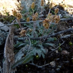 Plantago hispida at Boro, NSW - 23 Sep 2021