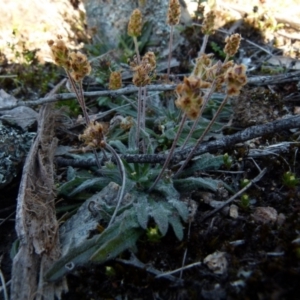 Plantago hispida at Boro, NSW - suppressed