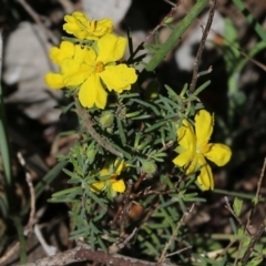 Hibbertia riparia (Erect Guinea-flower) at Chiltern, VIC - 25 Sep 2021 by Kyliegw