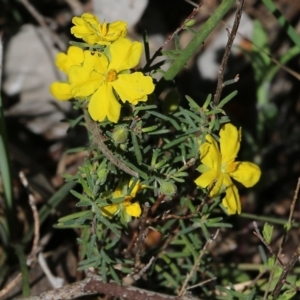 Hibbertia riparia at Chiltern, VIC - 25 Sep 2021