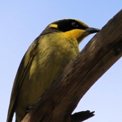 Lichenostomus melanops (Yellow-tufted Honeyeater) at Chiltern, VIC - 25 Sep 2021 by KylieWaldon