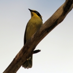 Lichenostomus melanops at Chiltern, VIC - 25 Sep 2021 10:43 AM