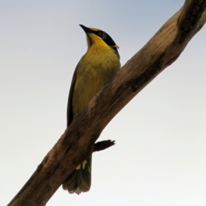 Lichenostomus melanops at Chiltern, VIC - 25 Sep 2021 10:43 AM