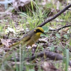 Lichenostomus melanops at Chiltern, VIC - 25 Sep 2021 10:43 AM