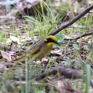 Lichenostomus melanops at Chiltern, VIC - 25 Sep 2021 10:43 AM