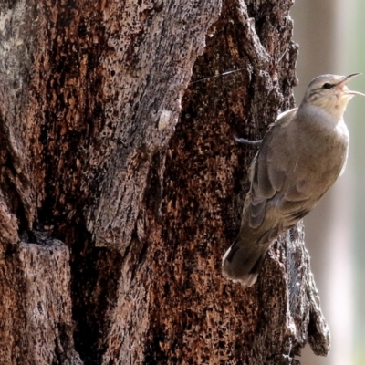 Climacteris picumnus victoriae (Brown Treecreeper) at Chiltern, VIC - 25 Sep 2021 by KylieWaldon