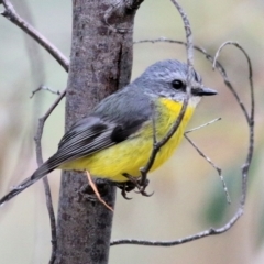 Eopsaltria australis (Eastern Yellow Robin) at Chiltern, VIC - 25 Sep 2021 by KylieWaldon