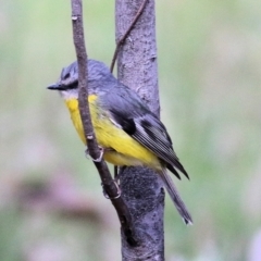 Eopsaltria australis at Chiltern, VIC - 25 Sep 2021