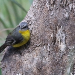 Eopsaltria australis at Chiltern, VIC - 25 Sep 2021