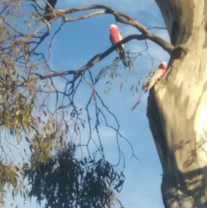 Eolophus roseicapilla at Symonston, ACT - 10 Sep 2021