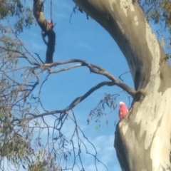 Eolophus roseicapilla at Symonston, ACT - 10 Sep 2021