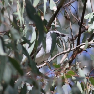 Coracina novaehollandiae at Chiltern, VIC - 25 Sep 2021