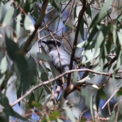 Coracina novaehollandiae at Chiltern, VIC - 25 Sep 2021