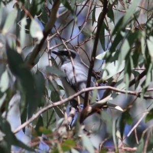 Coracina novaehollandiae at Chiltern, VIC - 25 Sep 2021