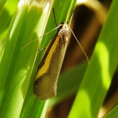 Philobota chrysopotama (A concealer moth) at Lions Youth Haven - Westwood Farm A.C.T. - 25 Sep 2021 by HelenCross