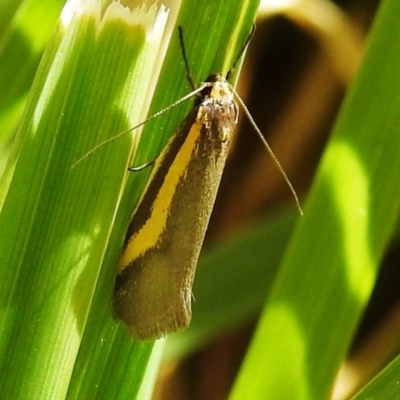 Philobota chrysopotama (A concealer moth) at Lions Youth Haven - Westwood Farm A.C.T. - 25 Sep 2021 by HelenCross