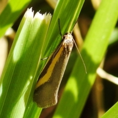 Philobota chrysopotama at Kambah, ACT - 25 Sep 2021