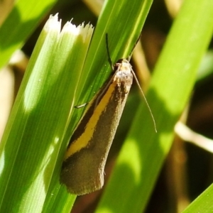 Philobota chrysopotama at Kambah, ACT - 25 Sep 2021