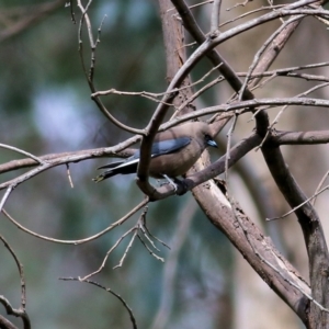 Artamus cyanopterus at Chiltern, VIC - 25 Sep 2021 11:00 AM