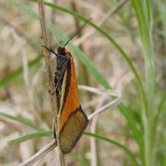 Philobota undescribed species near arabella (A concealer moth) at Bullen Range - 25 Sep 2021 by HelenCross