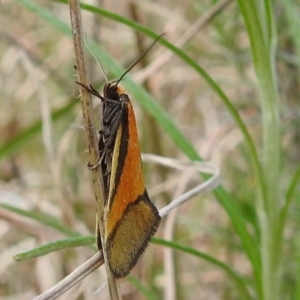 Philobota undescribed species near arabella at Kambah, ACT - 25 Sep 2021