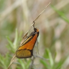 Philobota undescribed species near arabella at Kambah, ACT - 25 Sep 2021 02:32 PM