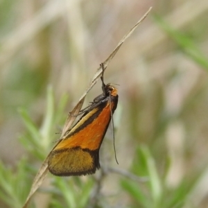 Philobota undescribed species near arabella at Kambah, ACT - 25 Sep 2021 02:32 PM