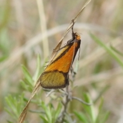 Philobota undescribed species near arabella at Kambah, ACT - 25 Sep 2021 02:32 PM