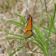 Philobota undescribed species near arabella at Kambah, ACT - 25 Sep 2021 02:32 PM