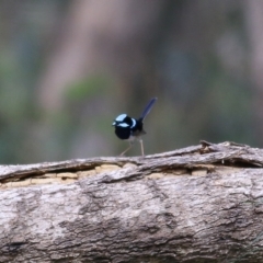 Malurus cyaneus (Superb Fairywren) at Chiltern, VIC - 25 Sep 2021 by Kyliegw