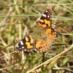 Vanessa kershawi (Australian Painted Lady) at Bullen Range - 25 Sep 2021 by HelenCross