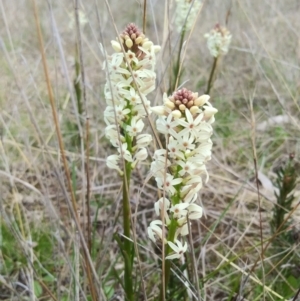 Stackhousia monogyna at Symonston, ACT - 25 Sep 2021