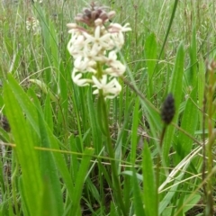 Stackhousia monogyna at Symonston, ACT - 25 Sep 2021 03:41 PM