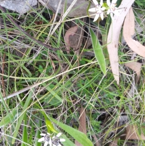 Wurmbea dioica subsp. dioica at Red Hill, ACT - 25 Sep 2021 03:33 PM