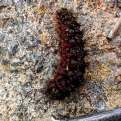 Arctiinae (subfamily) (A Tiger Moth or Woolly Bear) at Bullen Range - 25 Sep 2021 by HelenCross