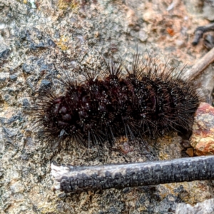 Arctiinae (subfamily) at Tuggeranong DC, ACT - 25 Sep 2021