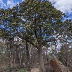 Brachychiton populneus (Kurrajong) at Tuggeranong DC, ACT - 25 Sep 2021 by HelenCross