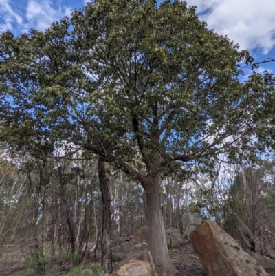 Brachychiton populneus (Kurrajong) at Bullen Range - 25 Sep 2021 by HelenCross