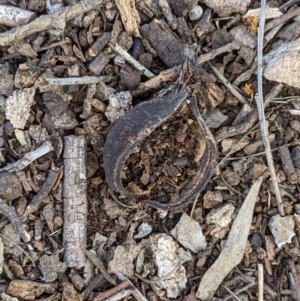 Brachychiton populneus at Tuggeranong DC, ACT - 25 Sep 2021 03:30 PM