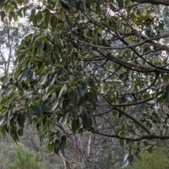 Brachychiton populneus at Tuggeranong DC, ACT - 25 Sep 2021 03:30 PM