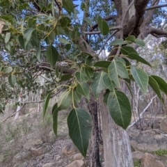 Brachychiton populneus at Tuggeranong DC, ACT - 25 Sep 2021