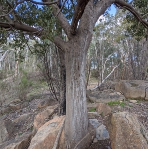 Brachychiton populneus at Tuggeranong DC, ACT - 25 Sep 2021