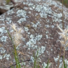 Rytidosperma (genus) (Wallaby Grass) at Tuggeranong DC, ACT - 25 Sep 2021 by HelenCross